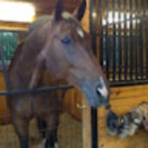 Meet your Posher, Paula